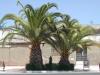 huelva san juan palmera.jpg